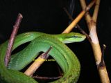 Gonyosoma oxycephala adult01.jpg
